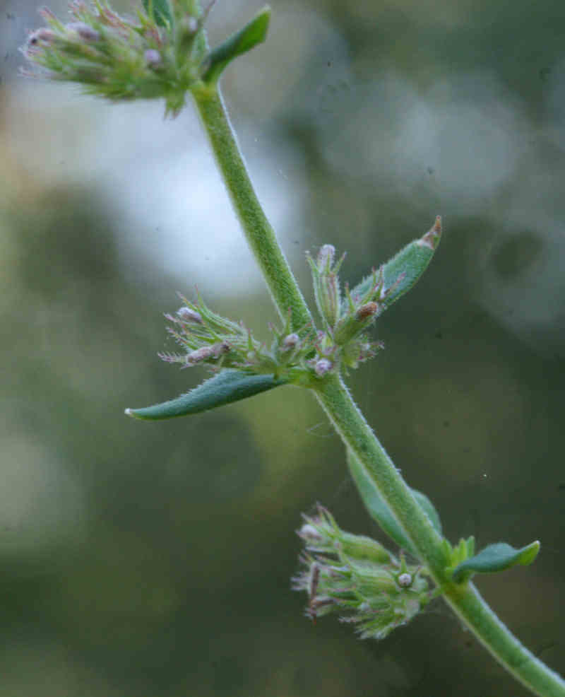 Micromeria o Satureja